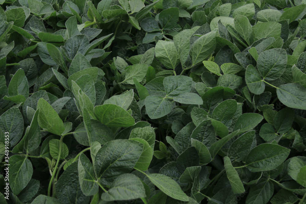Large soybean field in autumn Large soybean field in autumn