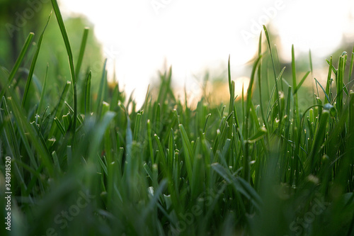 Green grass in the park. Trees in the background. Bright sunny day. Solar lights up.