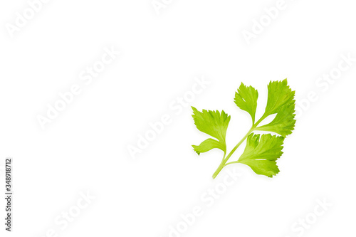 Fresh vegetables celery on white background