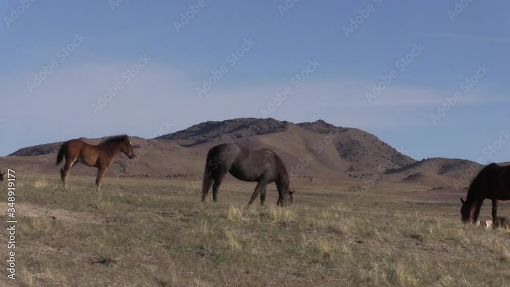 Wild Horses in Spring in the Utah Desert Wild Horses in Spring in the Utah Desert