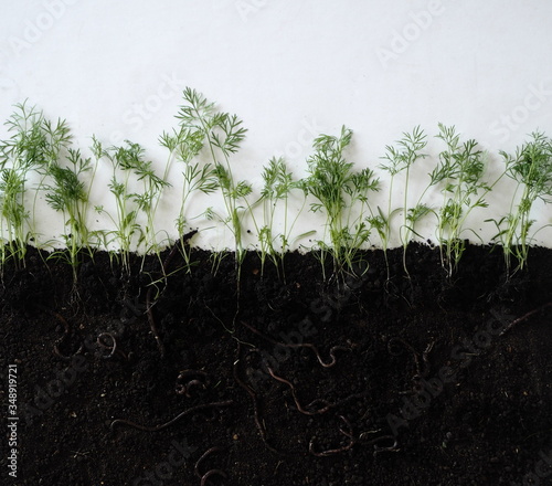 Botany. Concept of earthworm life in the soil,where they loosen the earth.Layout of dill seasoning plants with roots in the soil and earthworms.