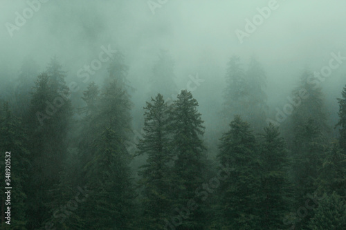 Foggy Pine Forests in the slopes of Himalaya © Vishnu