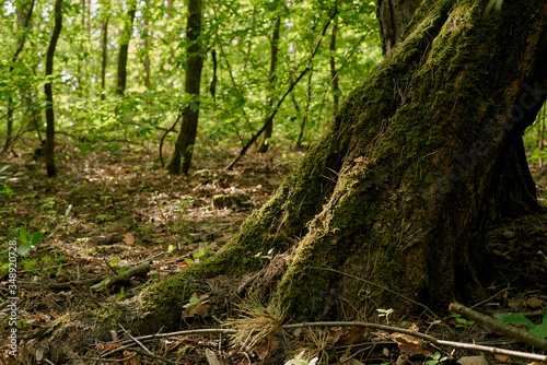 tree in the woods