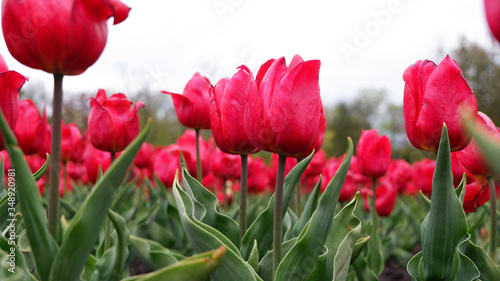 Beautiful floral background of bright red Dutch tulips blooming in the garden in the middle of a sunny spring day with a landscape of green grass and blue sky