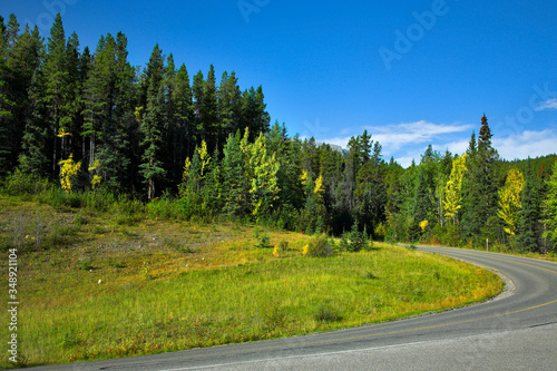 Fir forest in mountains.