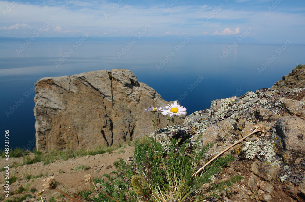 A close up of pale pink flowers of Tripleurospermum Inodorum (scentless false mayweed, scentless or wild chamomile) growing on rocky slopes in the area of Cape Khoboy (Olkhon Island, Baikal Lake)