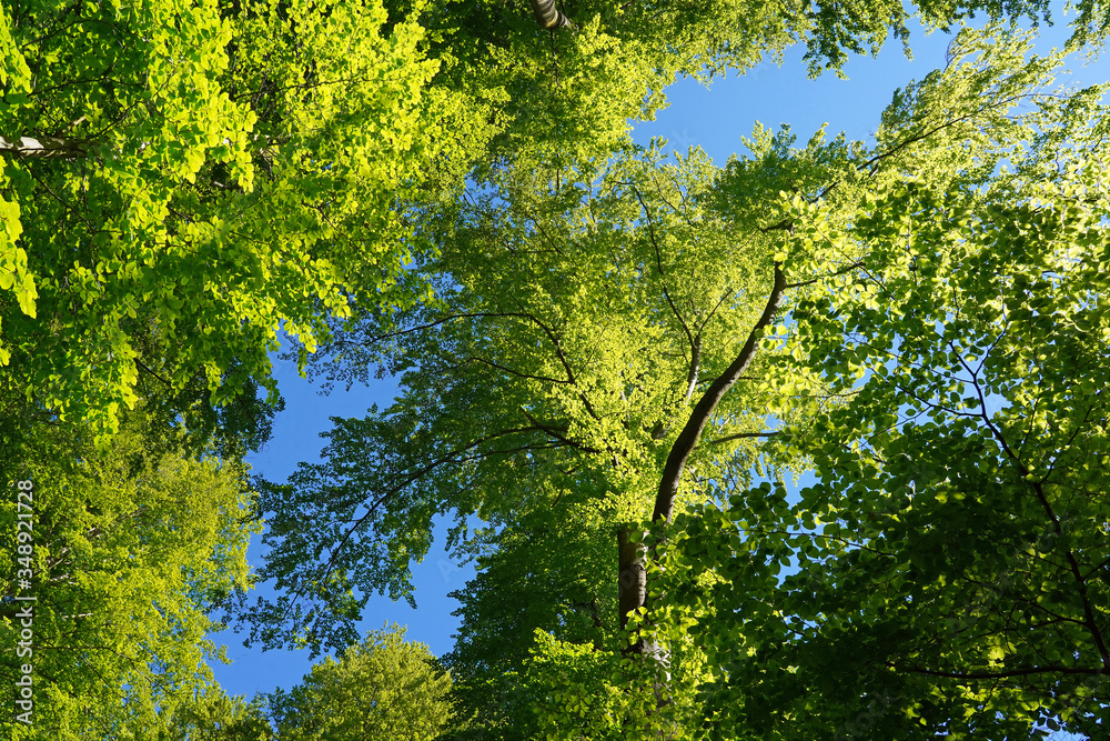 Blätterdach Blätterdach