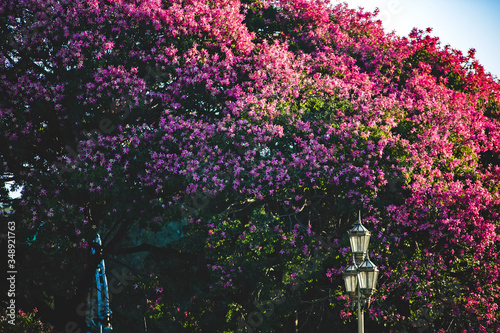Street lamp against tree with pink flowers