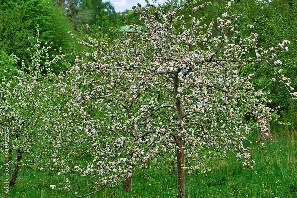 Fototapeta premium appletree in the grass