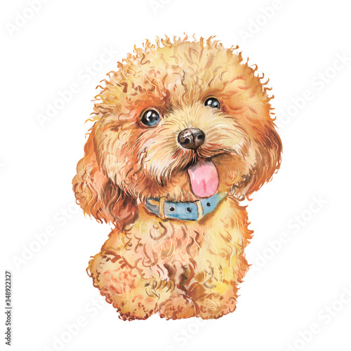 Watercolor illustration of a red poodle dog, pet, puppy, dog, pet, pet portrait, friend, beloved dog, postcard, dog breeder photo