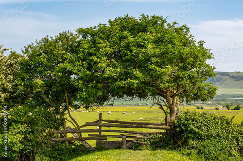 A view in the South Downs in Sussex on a sunny spring day