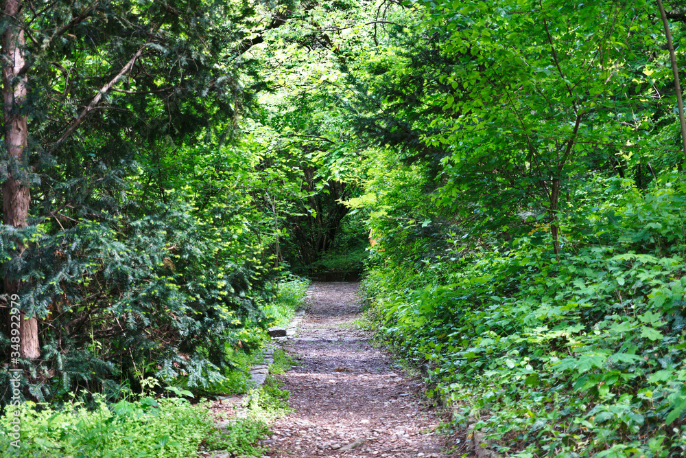 path in the garden path in the garden