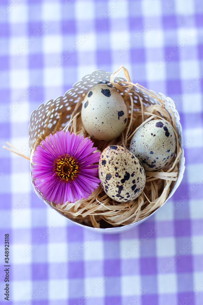 Obraz premium Wachteleier