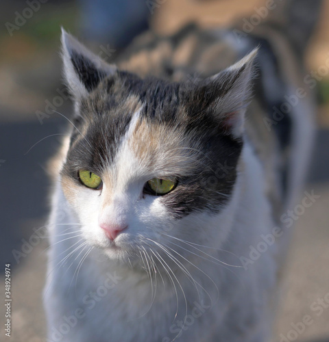 Kot dachowiec - zielone oczy