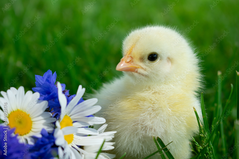 little chicken in the grass with daisies and blue flowers