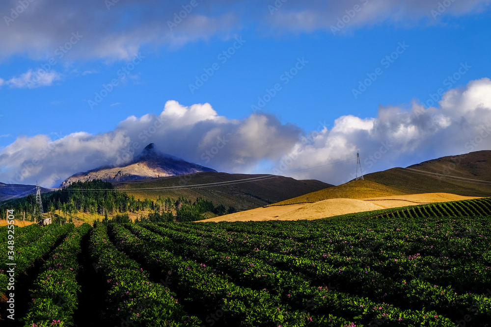 Potatoe crops in the skirts of the volcano