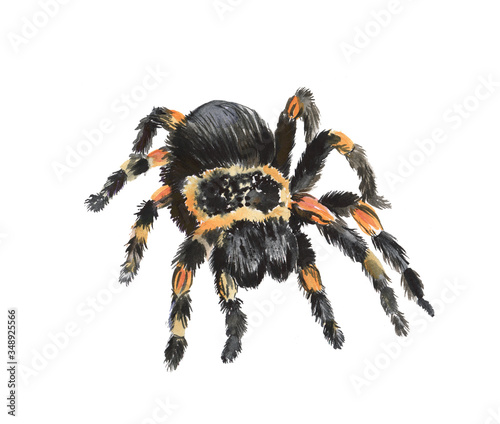 Watercolor illustration of a tarantula spider, spider, pet