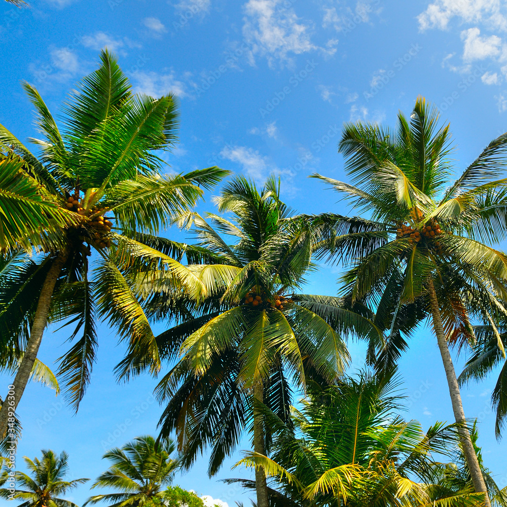 Obraz premium Palm trees with beautiful sky view.