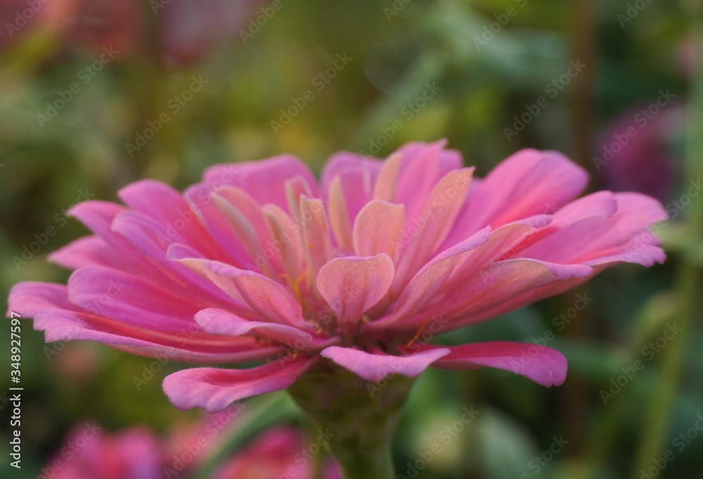 Soft focus close-up of the zinnia flowers. Beautiful of zinnia flowers blooming with sunlight in the field. Soft focus close-up of the zinnia flowers. Beautiful of zinnia flowers blooming with sunlight in the field.