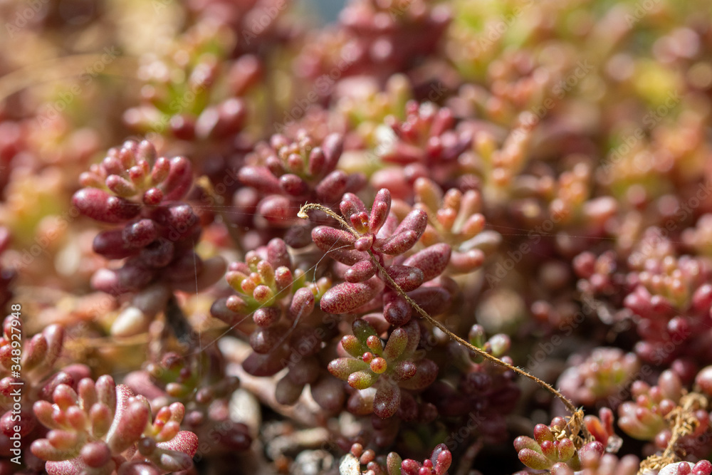 Natural background. Plant Cleanser Sedum rupestre in garden. Natural background. Plant Cleanser Sedum rupestre in garden.