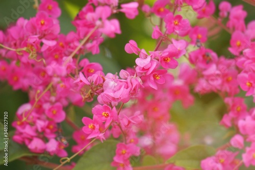 Abstract​ background​ beautiful​ flowers​ with sunlight in the garden​. Blur focus. Soft focus
