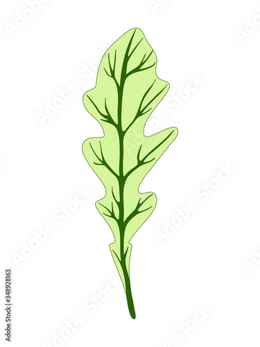 Arugula rucola (rocket salad). Single green leaf isolated on dark background. Vector illustration. Fresh herbs. Botanical art. Vegetarian Ingredient. Logo, print, organic food, market shop