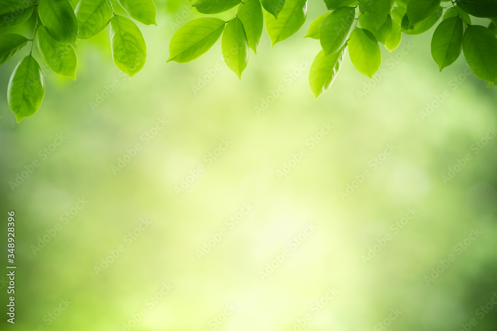 Nature of green leaf in garden at summer. Natural green leaves plants using as spring background cover page greenery environment ecology wallpaper