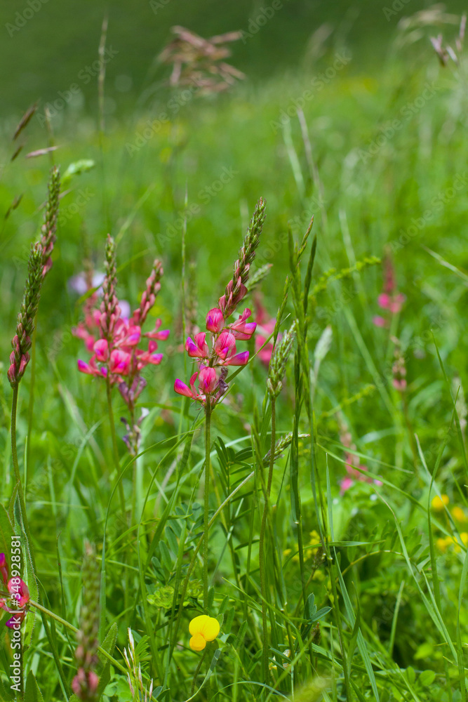 pink flowers in the meadow pink flowers in the meadow