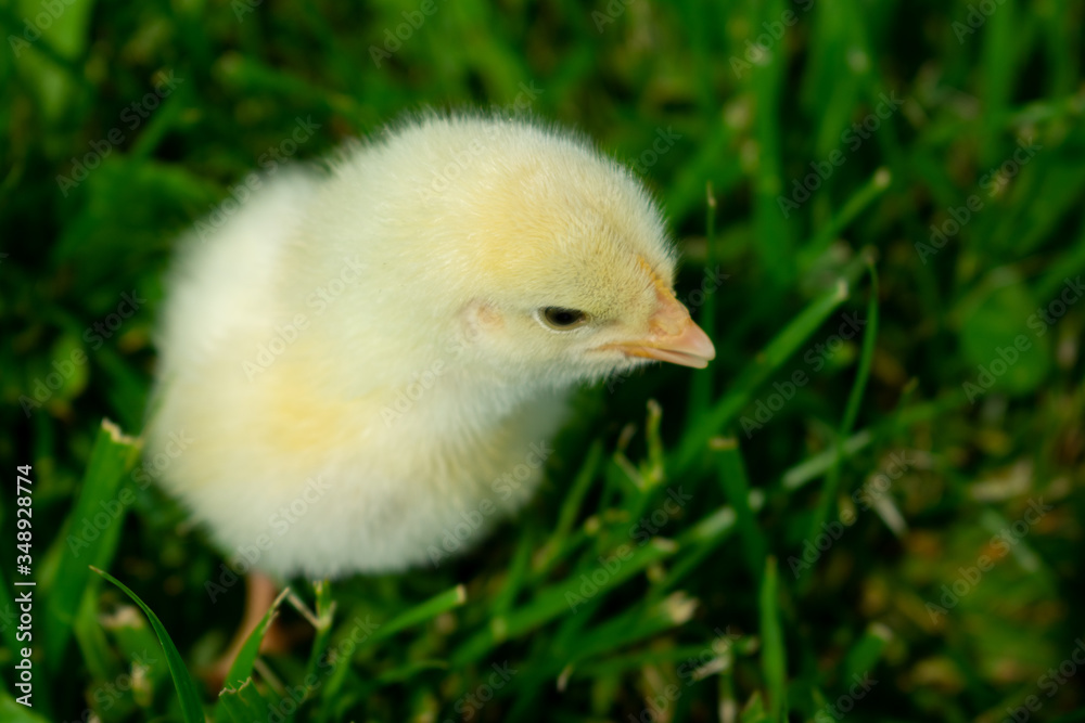 a peeping chick in the grass