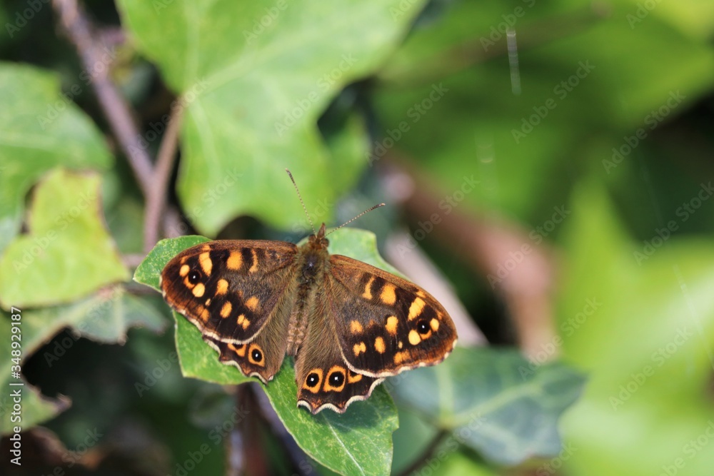 Obraz premium Tircis