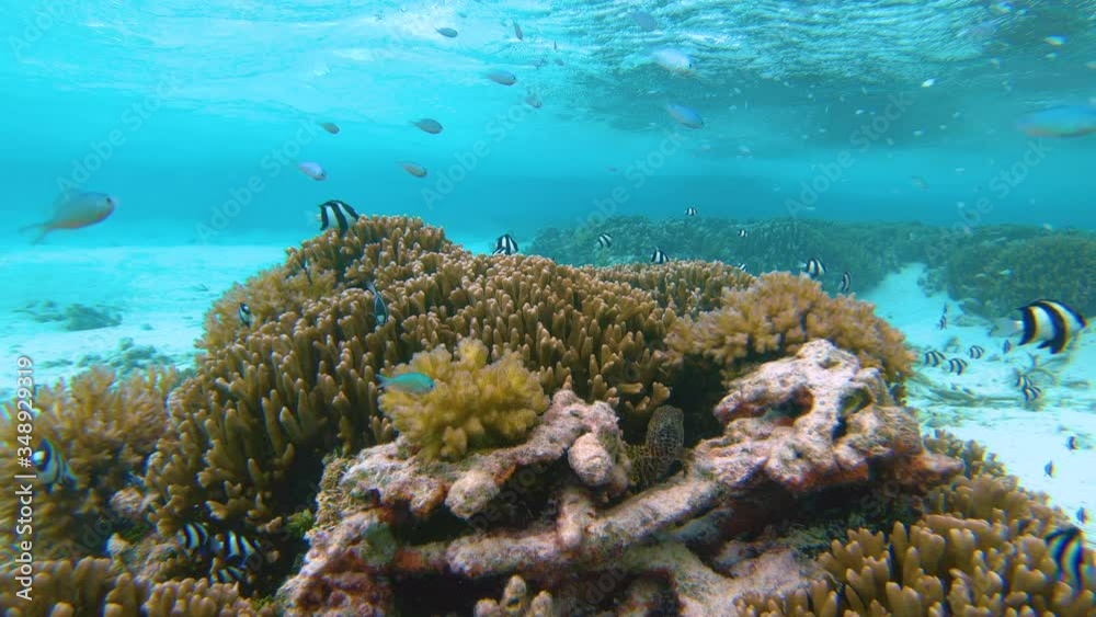 CLOSE UP, UNDERWATER: Small exotic fish swim around a brown coral growing over a bleached coral reef on the sandy ocean floor. Idyllic underwater view of the vibrant marine life in the Maldives. CLOSE UP, UNDERWATER: Small exotic fish swim around a brown coral growing over a bleached coral reef on the sandy ocean floor. Idyllic underwater view of the vibrant marine life in the Maldives.