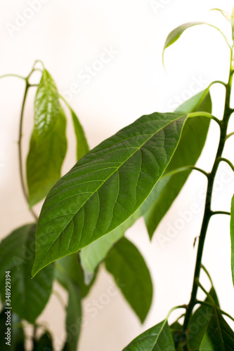 Avocado plant with beautiful green leaves. Juicy texture of the leaves. The view from the side. Houseplant.