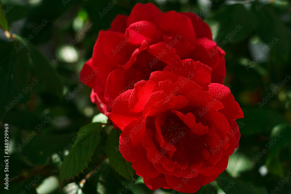 Beautiful scarlet wild rose with dew drops on the petals Beautiful scarlet wild rose with dew drops on the petals