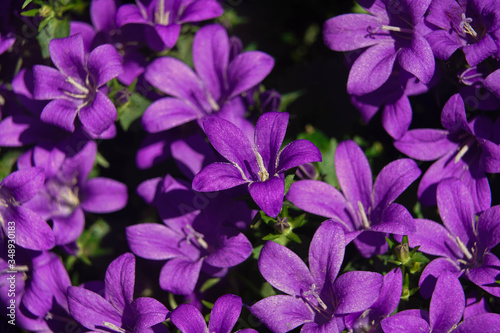 violet flowers in the garden