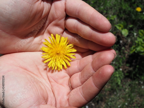 Hand holding a yellow dandelion in springtime.