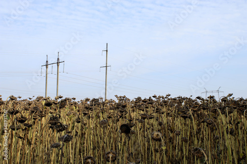 Dry sunflower field on sky background