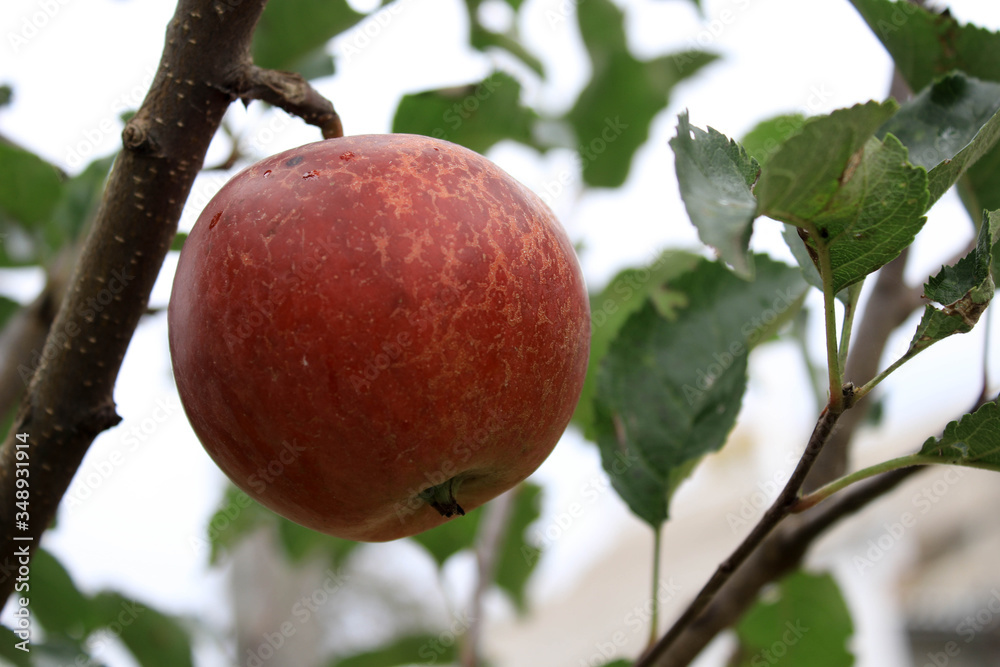Red apple on a tree branch Red apple on a tree branch