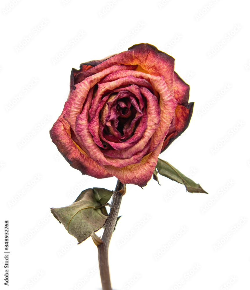 dry rose flower on a white background dry rose flower on a white background