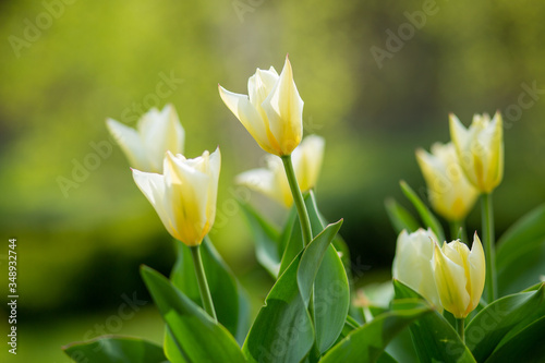 kwitn  ce  tulipany wiosenne kwiaty 