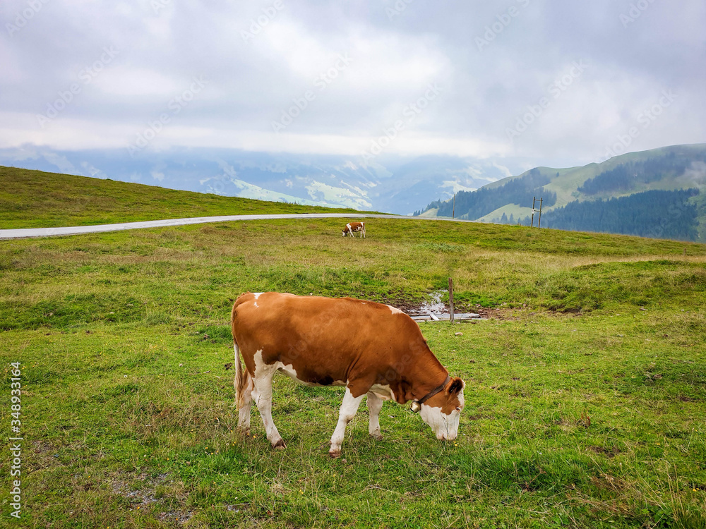 Cow grazing on green meadow in alpine mountains in Tirol. The mountain scenery background is partly covered by low clouds. 