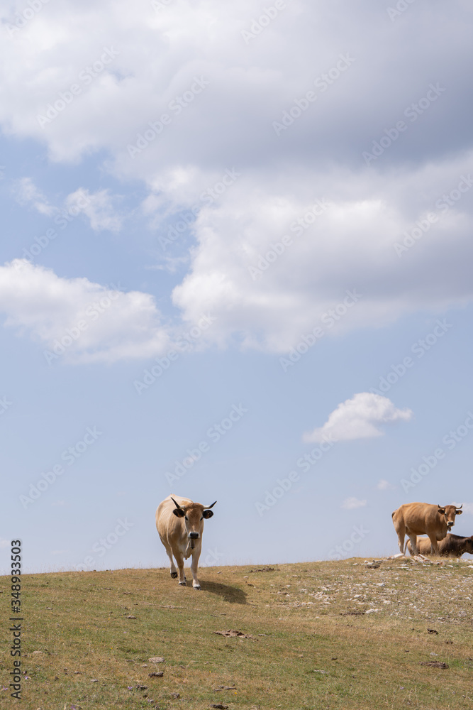 Obraz premium familia vacas. Toro en libertad, vacas salvajes.