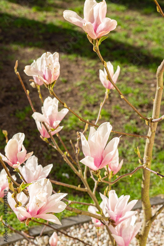 Fototapeta Naklejka Na Ścianę i Meble -  magnolia kwitnąca kwiat