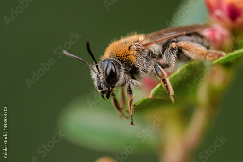 Macro of honeybee on leaf