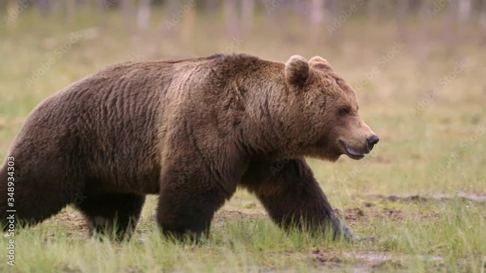 big brown bear walking in swamp watching angry growl ambient audio recording big brown bear walking in swamp watching angry growl ambient audio recording