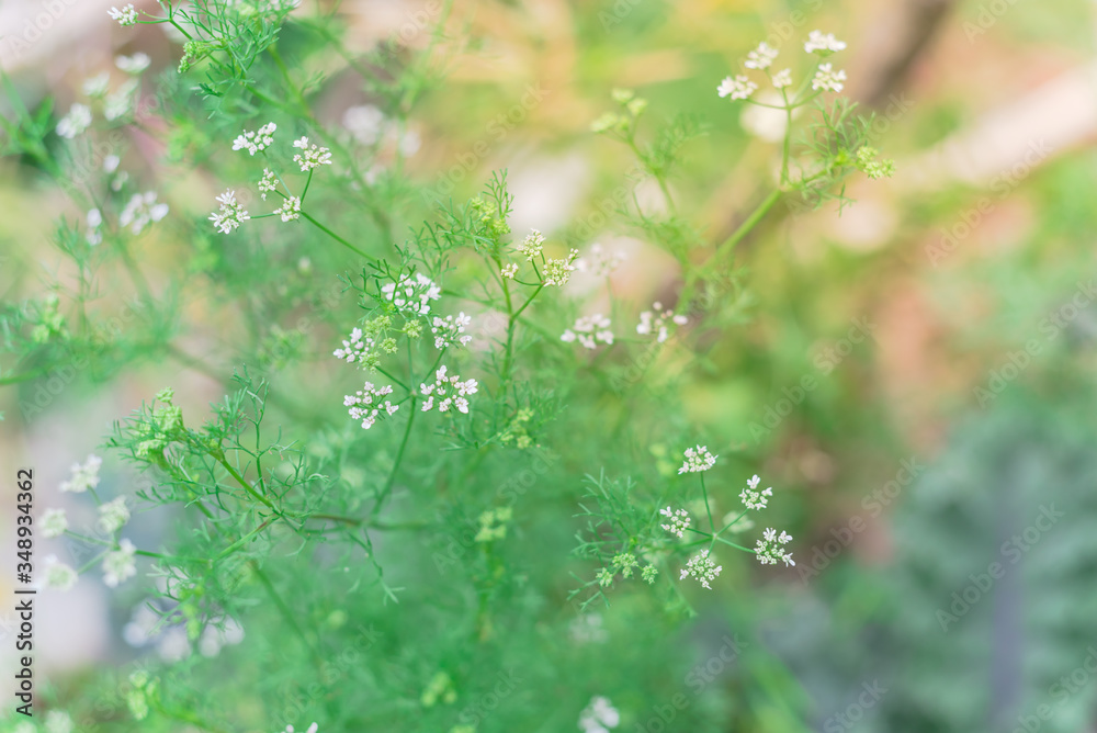 Cilantro herbal plant cultivated in garden bed with white flowers turn coriander seeds in Texas, USA Cilantro herbal plant cultivated in garden bed with white flowers turn coriander seeds in Texas, USA