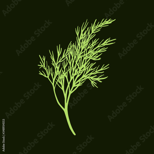 Fresh fennel branch isolated on dark green background. Dill bunch. Vector illustration