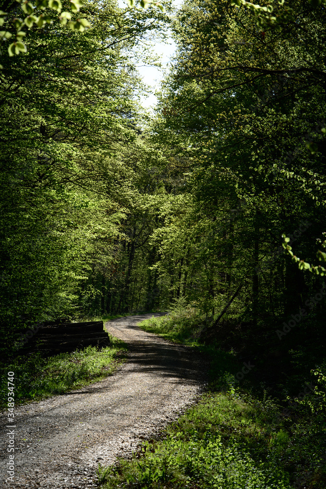 Light flooded Forest path Light flooded Forest path