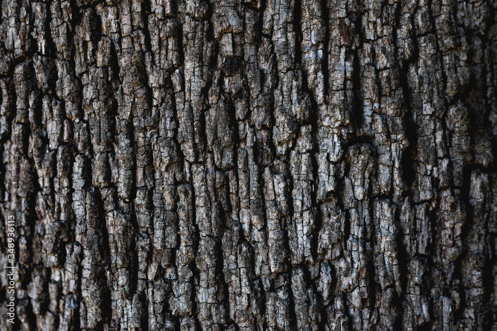 Gray tree crust texture symmetric old
