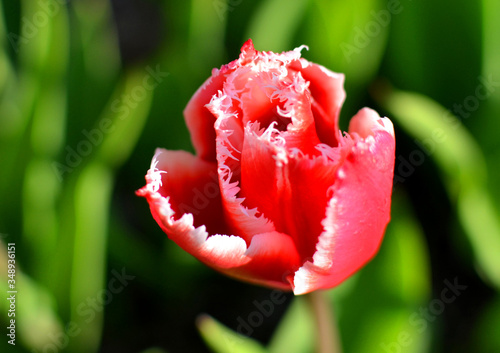 Oryginalny czerwono biały tulipan, w pełnym blasku słońca.