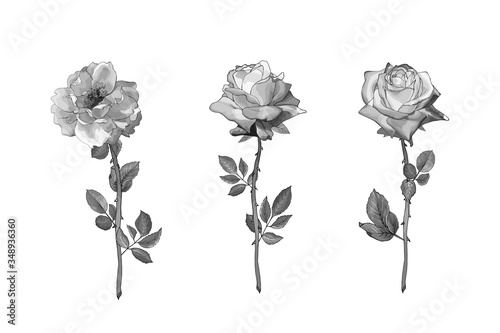 Monochrome gray rose. Black and white floral set of three flowers on stem, leaves. Isolated on white. Hand drawn. For the design wedding invitation, valentines day. Vintage. Vector stock illustration.